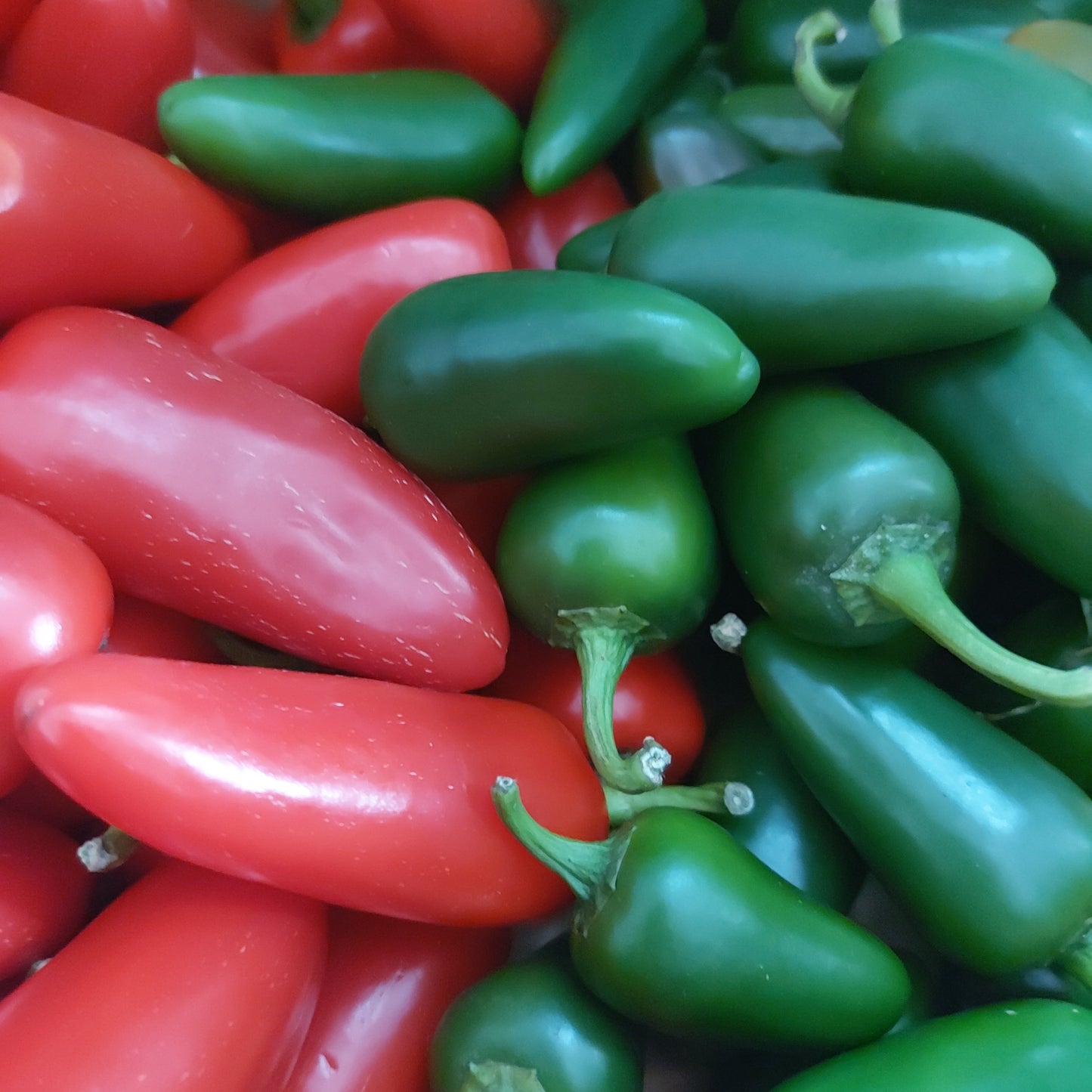 Jalapenos Frisch 800g Rot & Grün & Mix