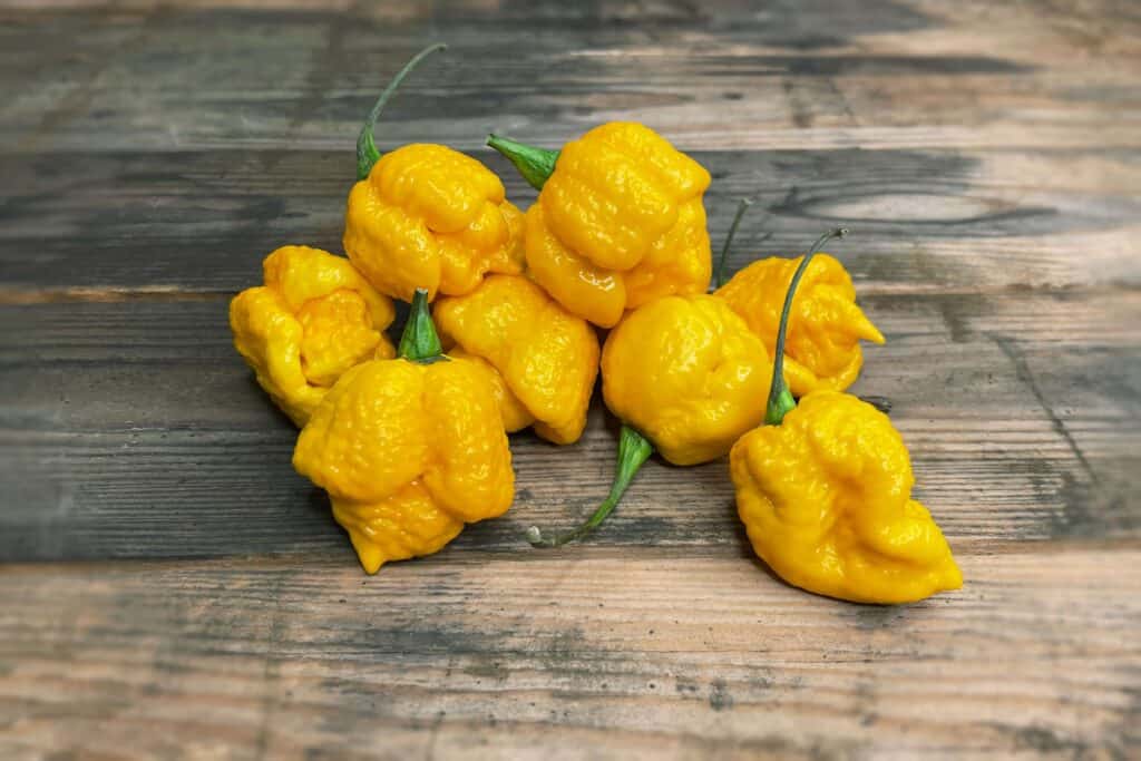 Carolina Reaper Gelb 100 gr Frische Chili