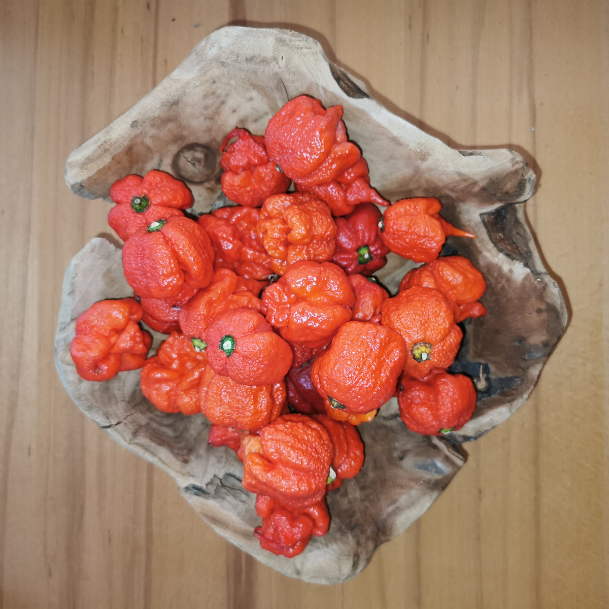 Frische Chili kaufen Carolina Reaper Weltrekord