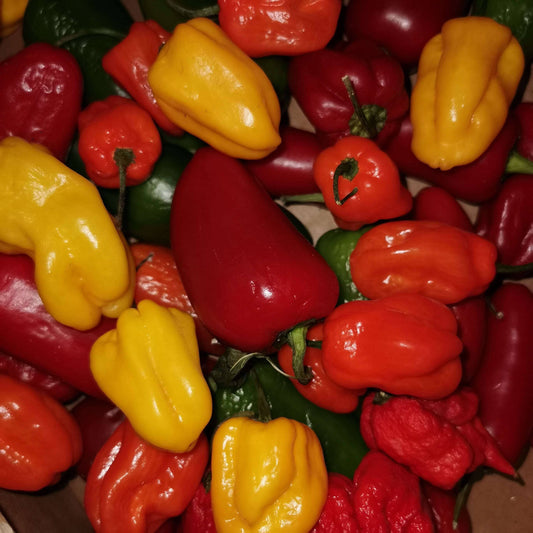 Hotmix 800 gr frische Chilis Chili Luigi's Pizza & BBQ School 